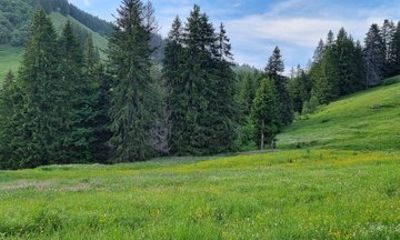 Naturalistic adventure in the Swiss Alps