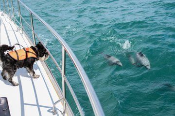 Akaroa Day Tour from Christchurch with Nature Cruise