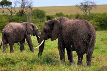3 Days Masai Mara Budget Private Safari - Classic 4x4 Jeep Tour