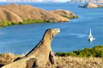 One Day Komodo Island Adventure from Bali Flight and Private Boat