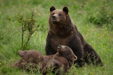 Transylvania Adventure Bears Fortresses and Dracula Castle
