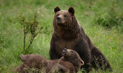 Transylvania Adventure Bears Fortresses and Dracula Castle