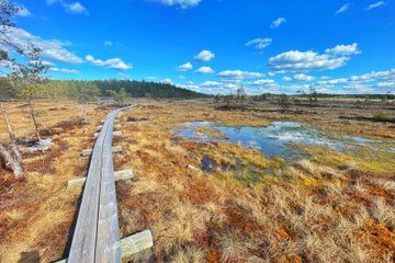 Full-Day Hike in Torronsuo’s Wild Bog in Helsinki