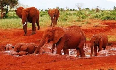 Mombasa Tsavo East National Park Day Trip with Lunch