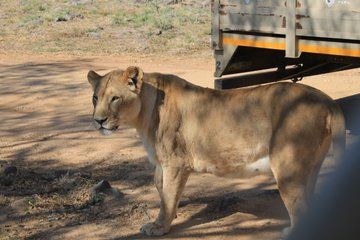 Full Day Pretoria City Tour & Lion and Safari Park