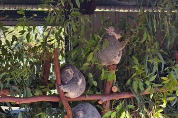 Private Caversham Wildlife Park and Swan Valley Tour from Perth