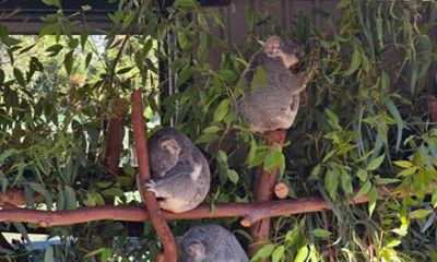 Private Tour Caversham Wildlife Park and Swan Valley from Perth