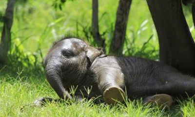 Half-Day Elephant Sanctuary Tour: Spa and Mud, Herbal Ball Making