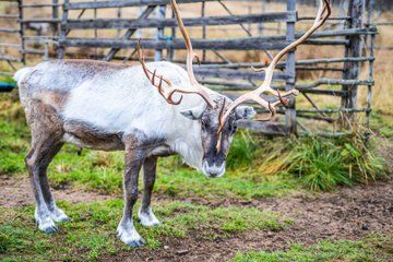 Autumn Local Reindeer Farm Visit with Professional Photographer