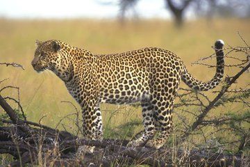 Multiday Tour in Samburu with Guide and Vehicle