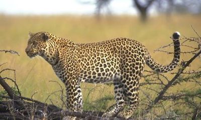 Multiday Tour in Samburu with Guide and Vehicle