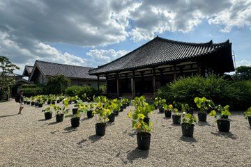 Nara: Old Town Alleys, Temple Culture & Fresh Mochi