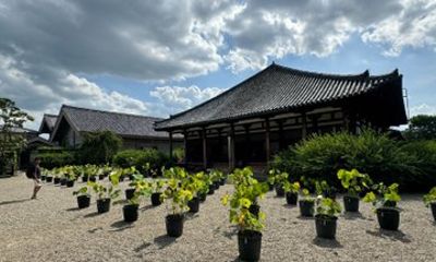 Nara: Old Town Alleys, Temple Culture & Fresh Mochi