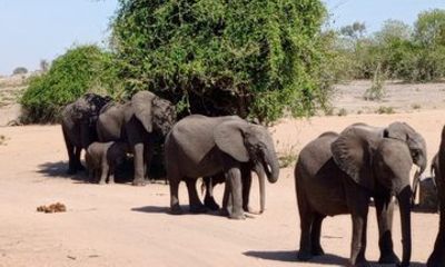 Chobe Day Trip