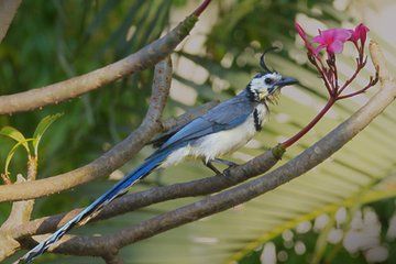 Bird watching in Ixtapa