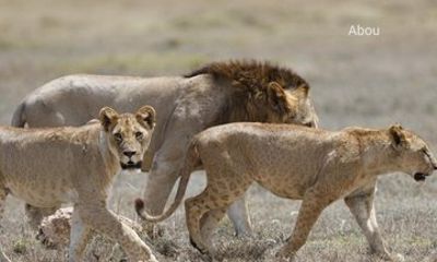 3 Day Ol Pejeta Conservancy Private Safari
