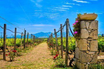 Crete Countryside Escape Farm Visits and Wine Tasting