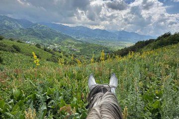 Almaty: Horseback Riding Half-Day Tour (Ile-Alatau National Park)