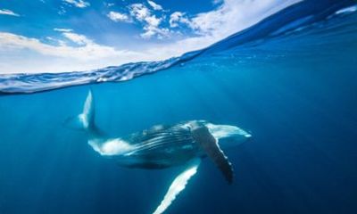 Small Group Whale Watching and Swim Experience in Moorea