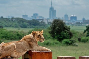 Nairobi Park Safari, Giraffe Center and Carnivore Lunch