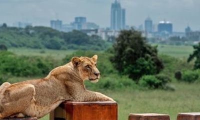 Nairobi National Park Giraffe Center and Lunch at Carnivore