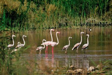 8 Hour Bird Watching and Muscat Highlights Tour