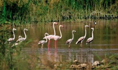 8 Hour Bird Watching and Muscat Highlights Tour