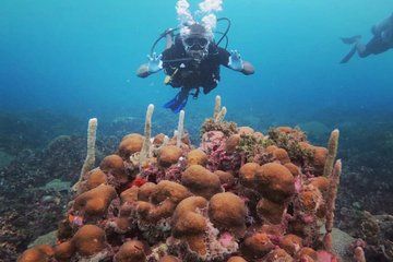 Scuba Diving Cartagenas Caribbean Reef Beginner Friendly