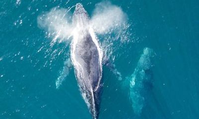 Whale Watching Adventure from Ballina Humpback Encounters