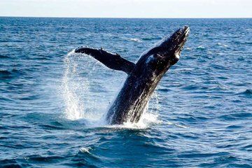 Melbourne Phillip Island Dolphin and Whale Watching Day Trip