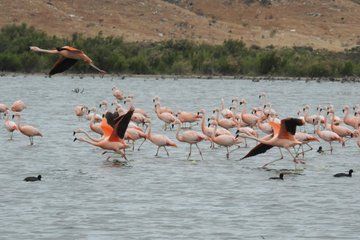 Private Birdwatching Tour by Car from Puerto Madryn
