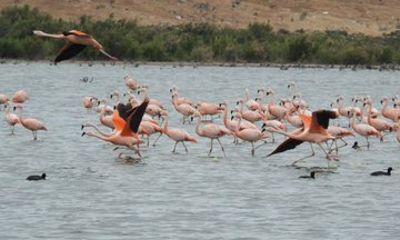 Private Birdwatching Tour by Car from Puerto Madryn