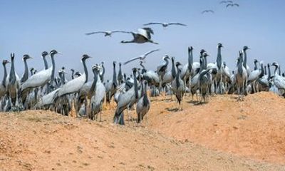 3 Day Jaisalmer Desert and Kheechan Bird Tour from Jodhpur