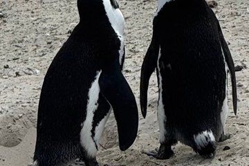 Halfday Penguins Colony Cape Point Cape of Good hope Shared Tour