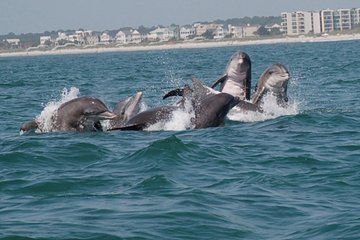 Blue Wave Adventures TursiOps Dolphin Watch Cruise Murrells Inlet