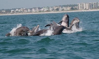 Blue Wave Adventures TursiOps Dolphin Watch Cruise Murrells Inlet