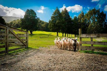 Sheep Sheering Honey Centre and Mount Ede Taste Explore Auckland