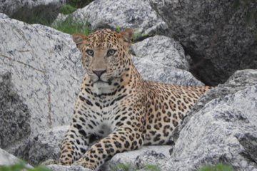Jawai Leopard Safari & Ranakpur Tour from Jodhpur