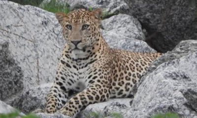 Jawai Leopard Safari & Ranakpur Tour from Jodhpur