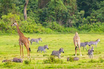 Arusha National Park Full-Day Safari
