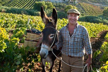 Private Wine Tour from Palermo with Sicilian Winemaker Benny