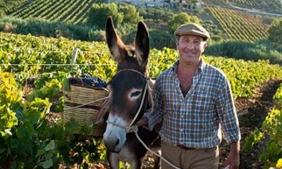 Private Wine Tour from Palermo with Sicilian Winemaker Benny
