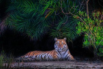 Sundarban Wildlife Safari and Eco Stay at The Mangrove Nest