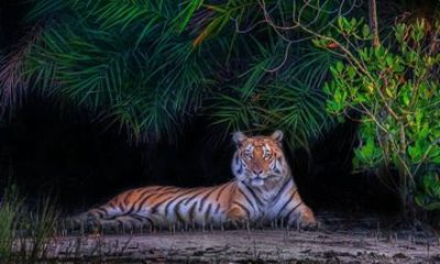 Sundarban Wildlife Safari and Eco Stay at The Mangrove Nest