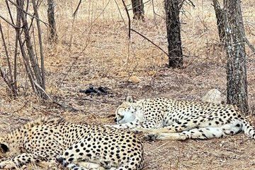 Cheetah Encounter and Wine Tasting Tour
