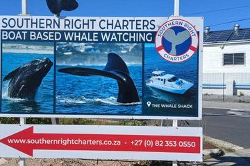 Whale Watching, Penguins and Wine Private Tour