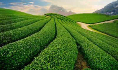 Trekking tour Explore Thai Nguyen The land of tea