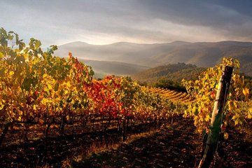 Chianti Classico Black Rooster Private Wine Tour from Cortona