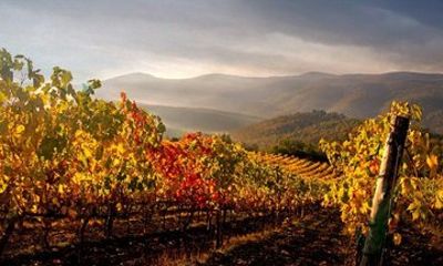 Chianti Classico Black Rooster Private Wine Tour from Cortona