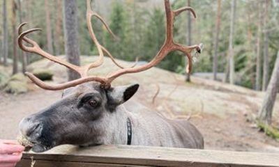 Nuuksio VIP Reindeer Farm Visit Private Nature Experience